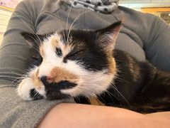 -平行世界·猫咖(首经贸店)