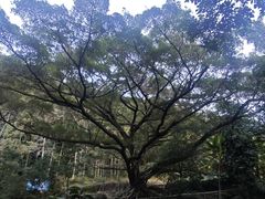 -广州市石门国家森林公园