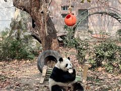 -成都动物园
