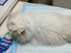 -谐和贝康宠物医院24小时·宠保定点(急重症转诊中心)