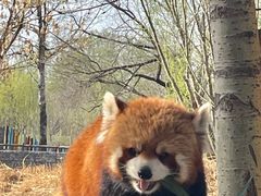 -北京野生动物园