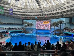 -海合安成都极地海洋公园
