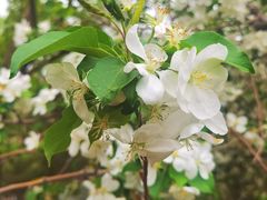 -海棠花溪(元大都城垣遗址公园)