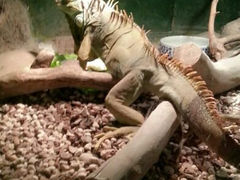 android_upload_pic-上海大自然野生昆虫馆