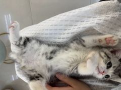 -lincat·猫舍(广州店)