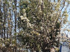 -胜丰草莓采摘园