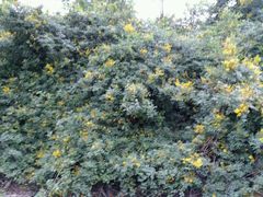 -东寨港红树林旅游区