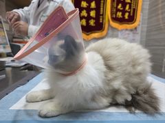 -瑞派名望志远动物医院·猫科·內科·异宠专科(直港大道店)