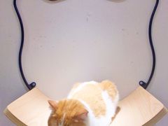 -飞行喵MR PILOT|猫舍·猫咖(静安大融城店)