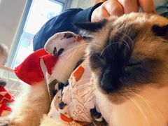 -猫儿山۰猫主题餐厅