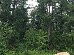 -五营红松林海景区