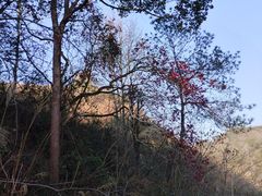 -马口生态公园