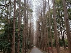 -上海滨江森林公园