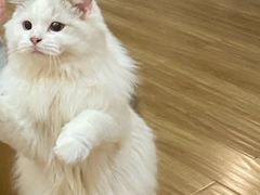 -滚猫咖啡·猫咖·猫友好撸猫(未来城店)