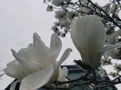 -天津大悲禅院
