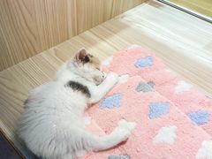 -屋虎猫馆(宝安大仟里店)