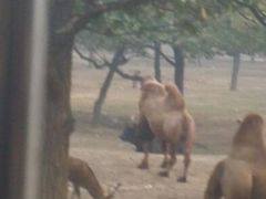 android_upload_pic-西安秦岭野生动物园