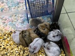 -钓仓鼠(洋桥北里小区店)
