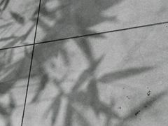 -柴务处·柴犬主题狗咖