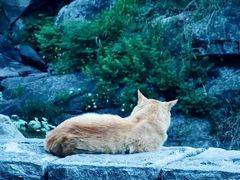 -泰山风景名胜区