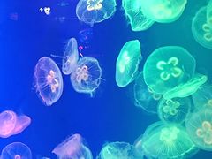 -成都浩海立方海洋公园