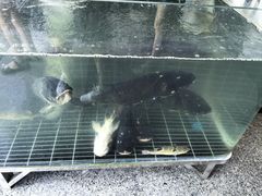 -老季市·三代非遗传承·地标美食老汁鸡(工农路店)
