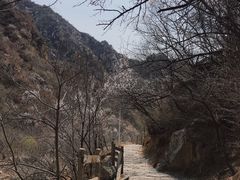 -大岭沟猕猴桃谷风景区