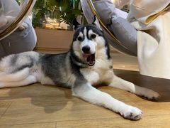 -Husky Go! 哈士奇体验馆·宠物咖啡厅狗咖