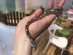 -Moni星球萌宠·小马宝莉·灵蛇·高端高阶全萌宠互动体验俱乐部(红豆国际广场店)