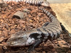 -Zoolung Zoolung动物主题公园(海信广场店)