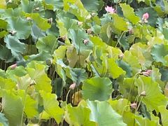 -渭南桃花源民俗文化园