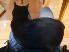 -是阿柴呀！柴犬咖啡·爱喵喵猫咖