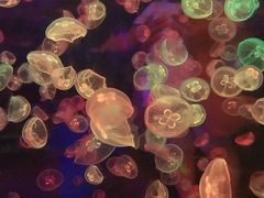 -多彩贵州城极地海洋世界