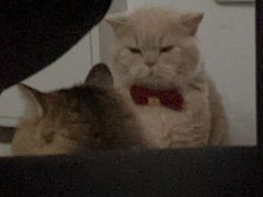 -瑞派宠物医院·犬猫全科·猫友好(宾水西道店)