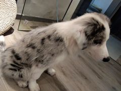 -浣熊柯尔鸭土拨鼠·电玩咖