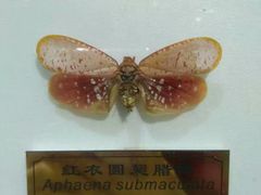 -上海昆虫博物馆