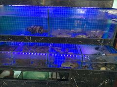 -阿尔法海鲜排档(爱琴海店)