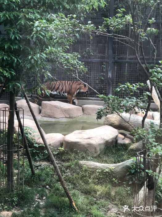 上海動物園圖片