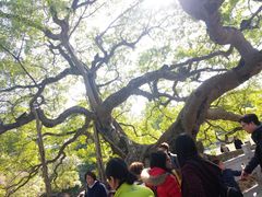 -小洲村