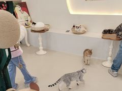-共舞时光猫咖·狗咖(新街口店)