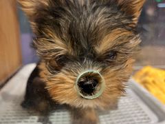 -FAELING PETS美天灵宠物(富力广场店)