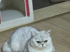 -伟伟宠物医院·瑞派猫友好医院·猫科(光谷店)