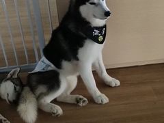 -Husky Go! 哈士奇体验馆·宠物咖啡厅狗咖