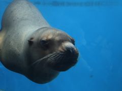 -泉城欧乐堡海洋极地世界