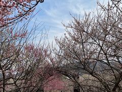 -香雪海