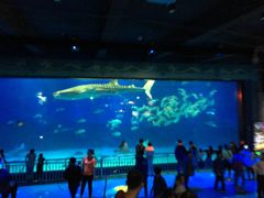 -烟台海昌鲸鲨海洋公园