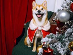-超宠爱宠物摄影-Super pet