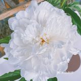 🍑bao买花材，一言难尽…