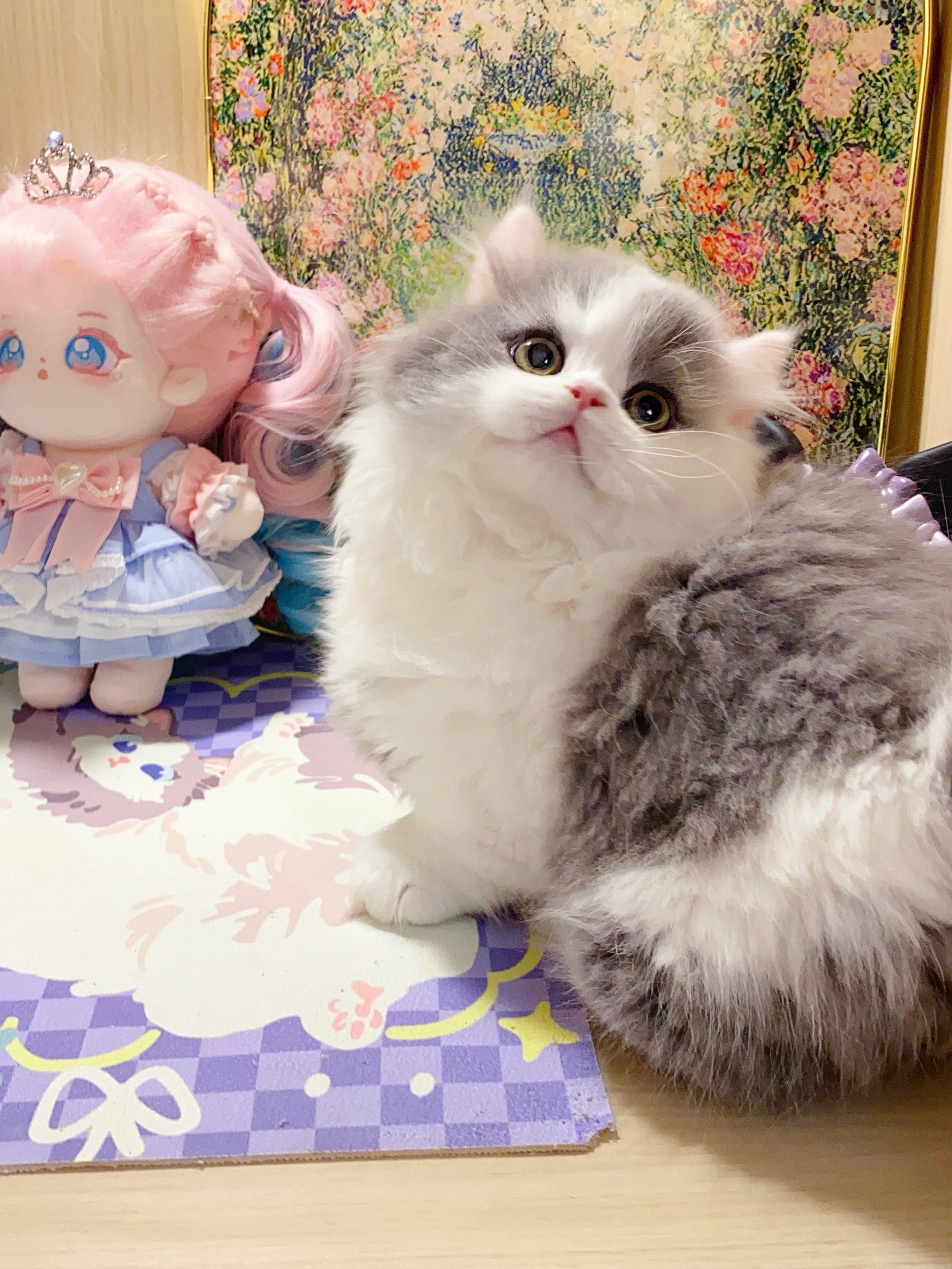 精品蓝白拿破仑短腿猫