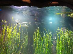 -悉尼海洋生物水族馆
